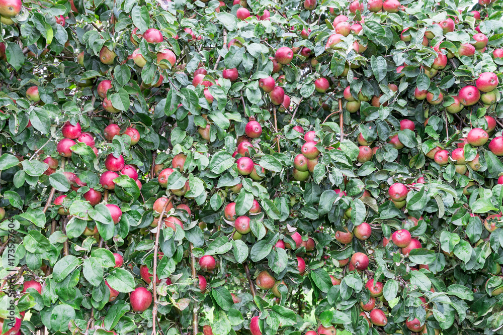 Rote Äpfel am Baum.