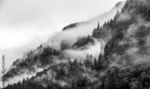 z-czarno-bialym-wzorem-gorskiego-lasu-iglastego-spowitego-mgla