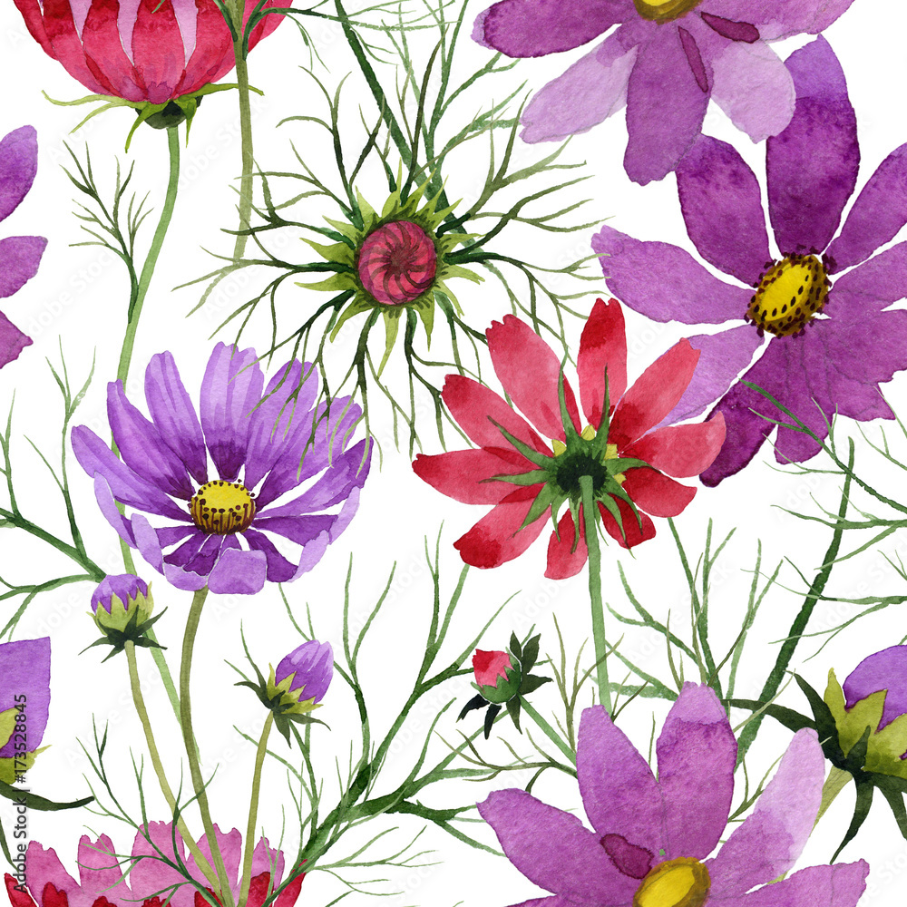 Obraz Wildflower kosmeya kwiatki w stylu przypominającym akwarele. Pełna nazwa zakładu: kosmeya. Aquarelle dziki kwiat dla tła, tekstury, opakowania wzór, rama lub granicy.