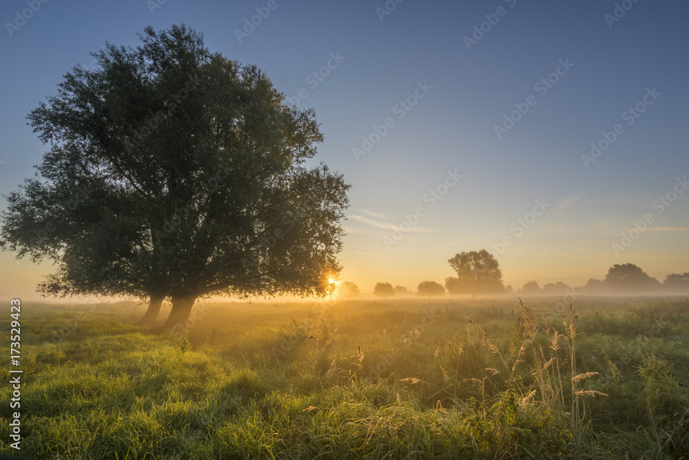 beautiful fairytale sunrise over a foggy meadow