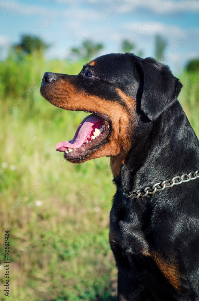 big dog of breed a Rottweiler with an open mouth