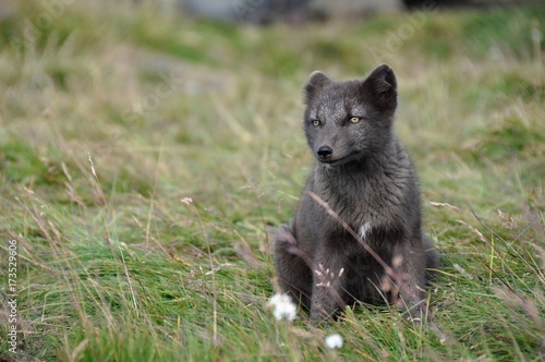 young puppy of arctic fox captured in northern iceland in late summer