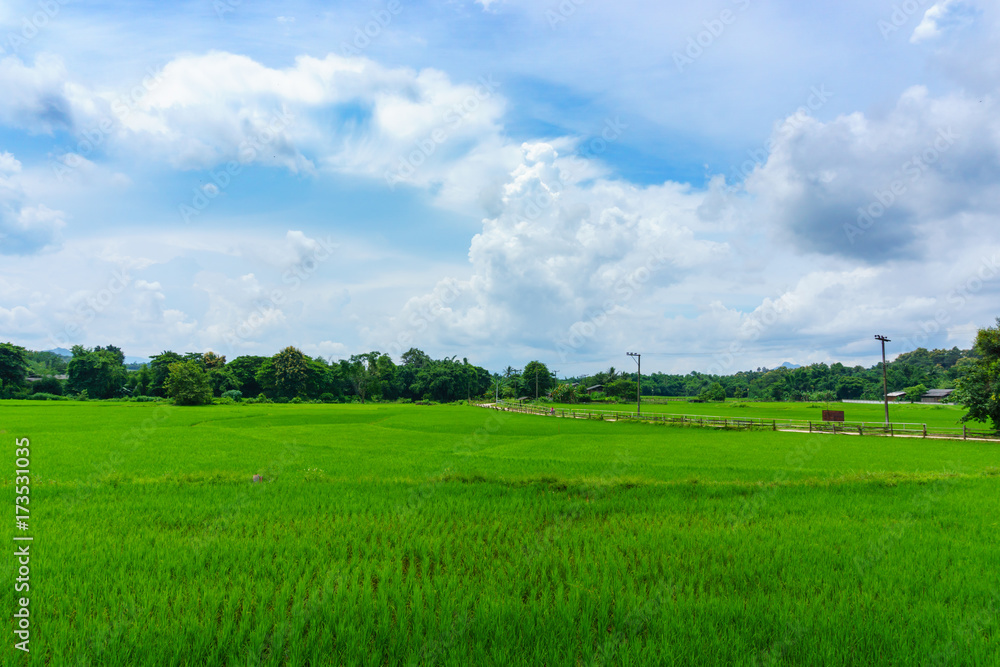 panorama of thai rice green fields with blue sky and clouds in countryside. panorama of thai rice green fields with blue sky and clouds in countryside.