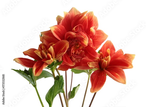 pretty flowers of dahlia