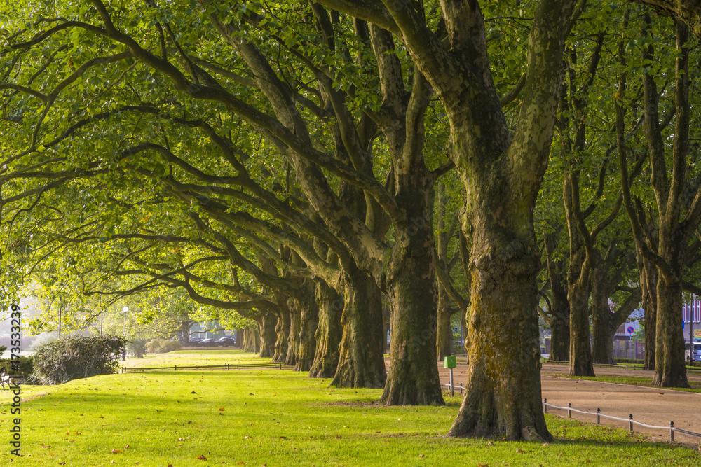 avenue of plane trees in the morning park