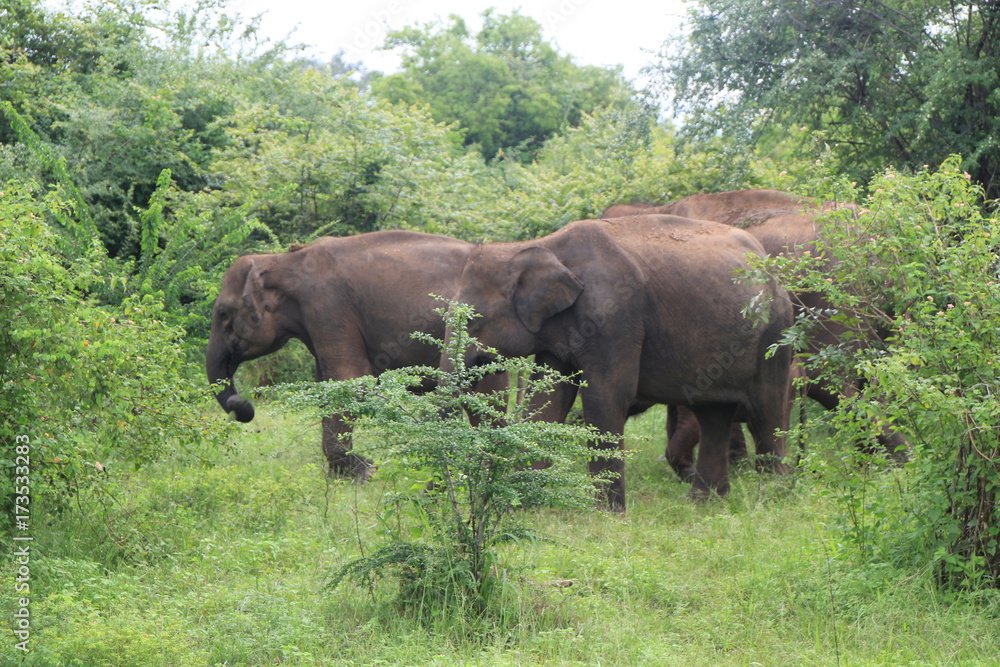 Fototapeta premium Sri Lanka