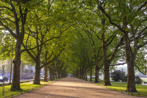 avenue of plane trees in the morning park