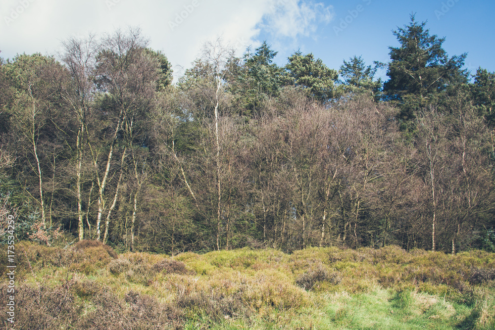 Wilderness forest with trees, shrubs and groves Yorkshire, England Wilderness forest with trees, shrubs and groves Yorkshire, England