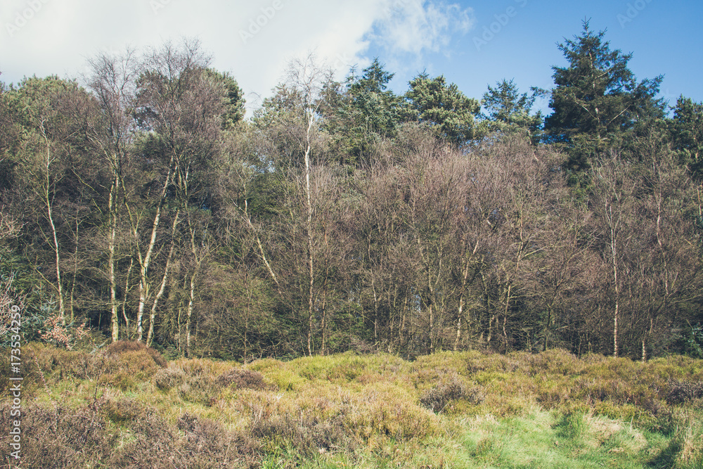 Wilderness forest with trees, shrubs and groves Yorkshire, England