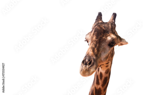 Giraffe head in the zoo isolated