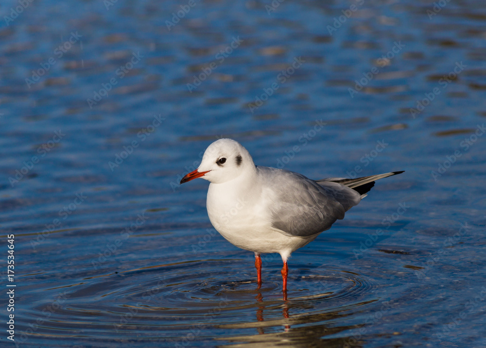 Nahaufnahme einer stehenden Möwe im See Nahaufnahme einer stehenden Möwe im See
