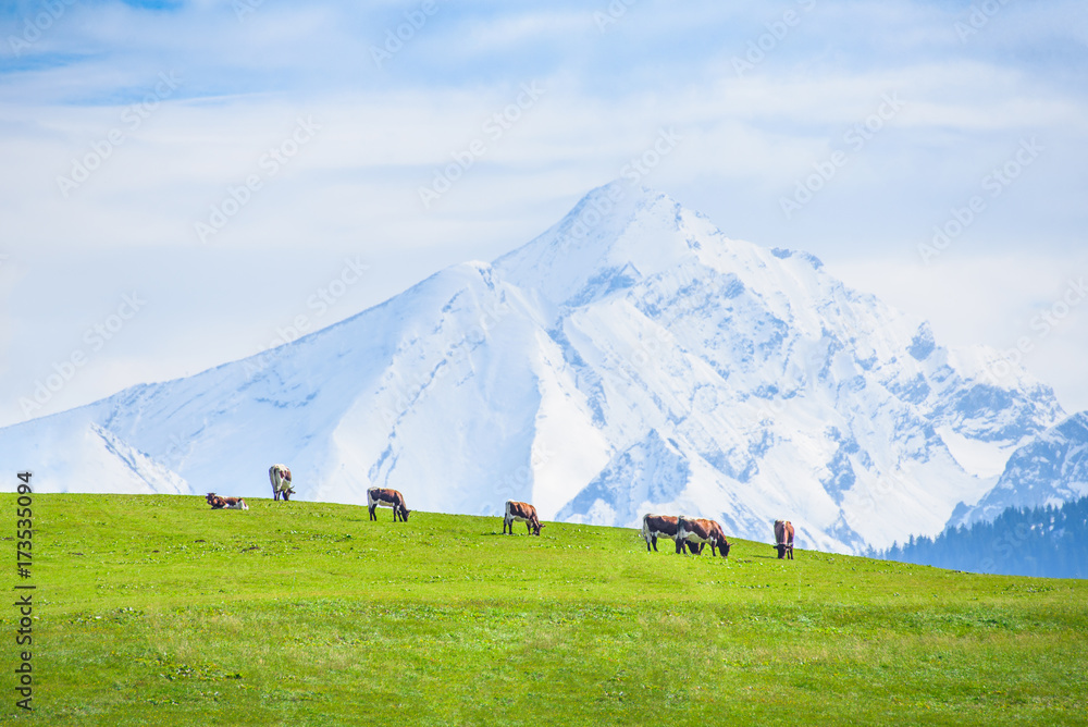 Idyllic alpine scenery, cows grazing on Meadow in front of a snowy mountain, Salzburg, Pinzgau