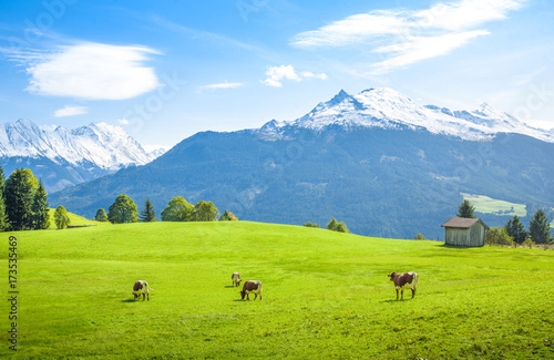 Idyllic alpine scenery, cows grazing on meadow, Salzburg, Pinzgau © auergraphics