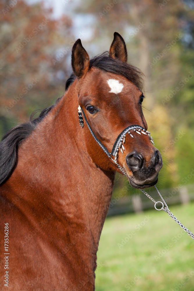 Obraz premium Portrait of nice arabian horse