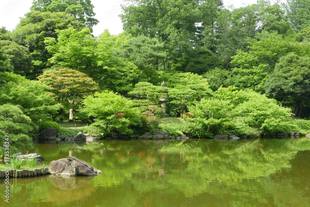 Plants, water pond with reflection in Japanese zen garden