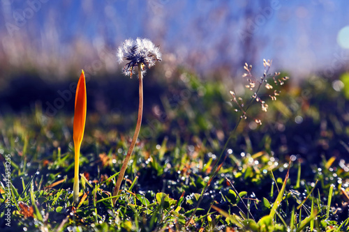 Fototapeta Naklejka Na Ścianę i Meble -  meadow flowers at dawn closeup.