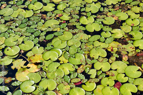 Lily Pads in Lake Hall