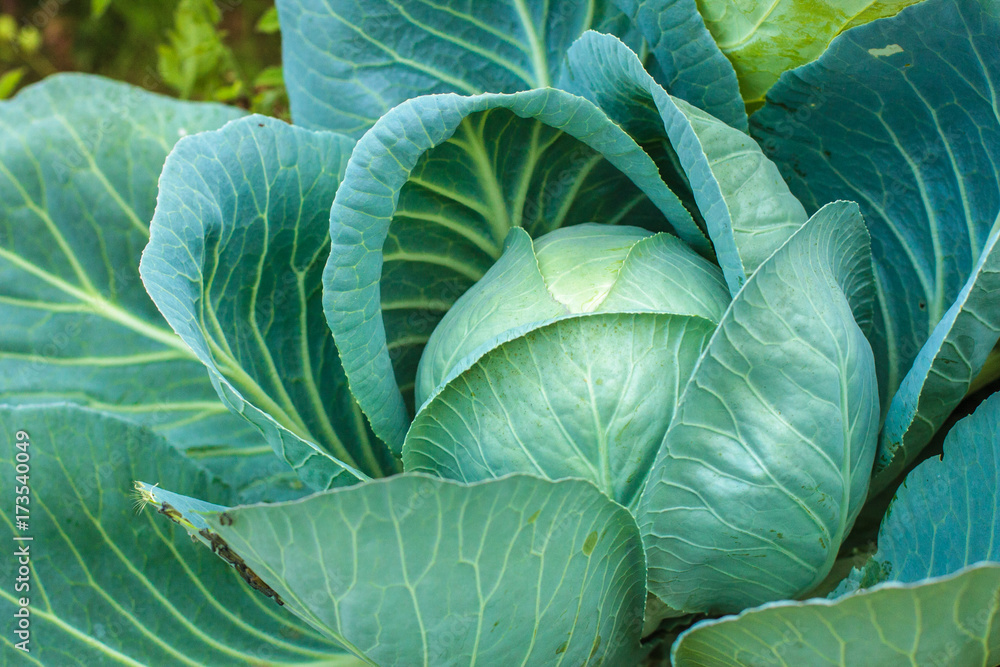 Close-up of fresh cabbage in the vegetable garden Close-up of fresh cabbage in the vegetable garden