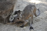 kangaroo kid