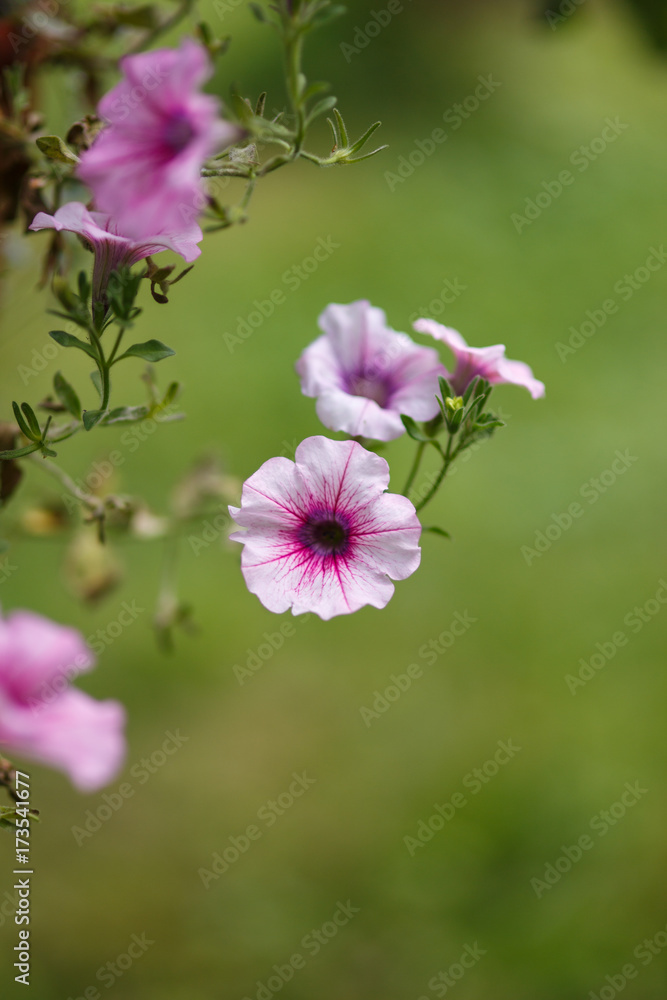 Flowers with shallow Depth Of Field in summer Flowers with shallow Depth Of Field in summer