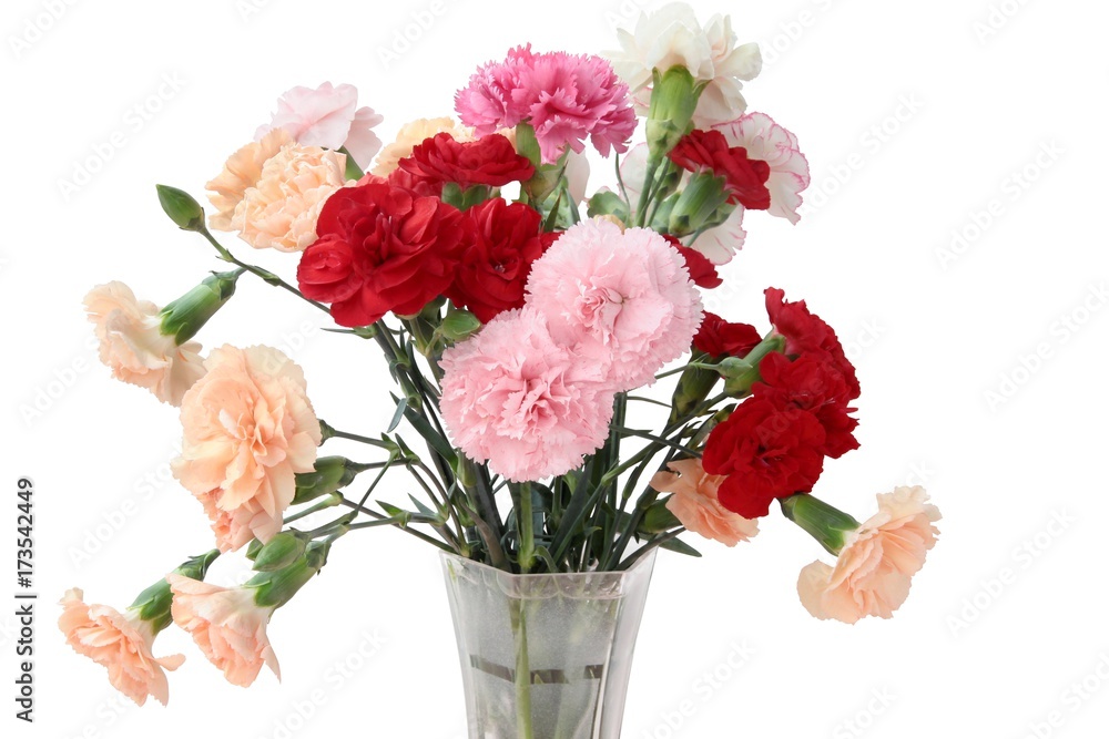 multicolor carnations multicolor carnations