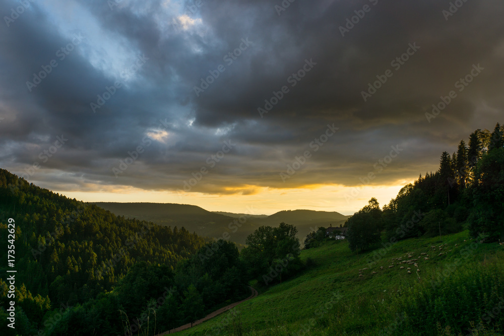 Black Forest Germany dramatic sunset sky over herd of sheep ahead of endless forest landscape
