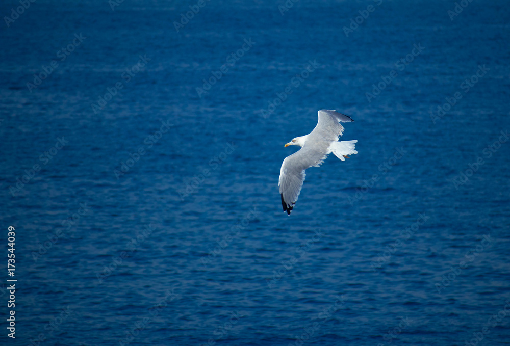 Beautiful single seagull soar, sea background. One white seabird at the water background, symbol of freedom. Beautiful single seagull soar, sea background. One white seabird at the water background, symbol of freedom.