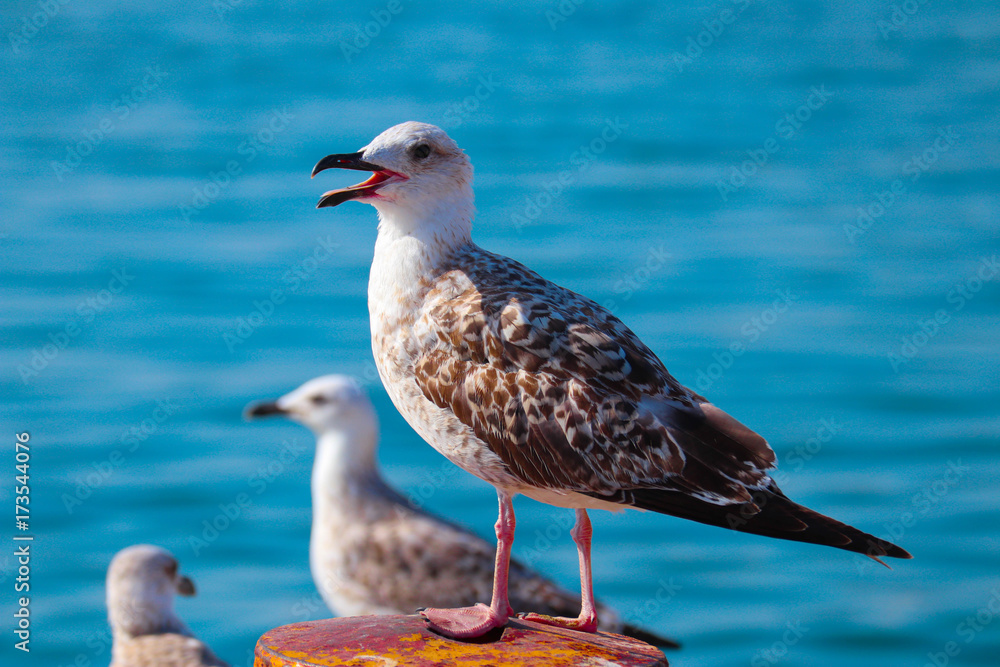 Beautiful three seagulls is sitting in port area. Seabirds with open mouth closeup, in a harbor, Sea on the background.
