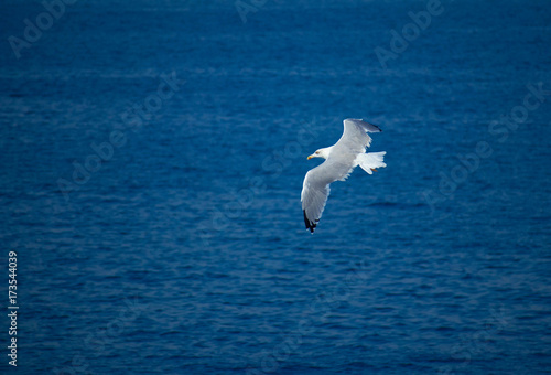 Beautiful single seagull soar, sea background. One white seabird at the water background, symbol of freedom.