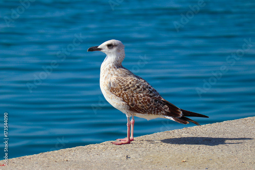 Beautiful seagull is sitting in port area. Seabird closeup, in a harbor, looking into a camera. Sea on the background. © alicefoxartbox