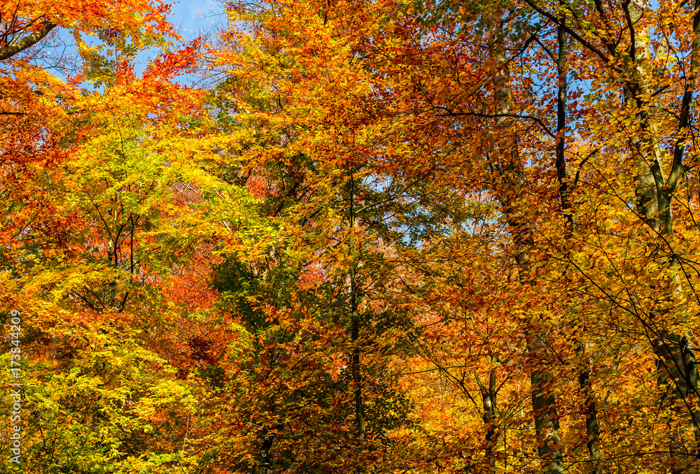 golden foliage on trees against blue sky golden foliage on trees against blue sky