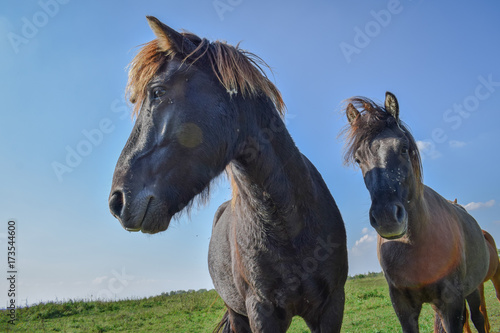 Horses in the meadow © Kim de Been