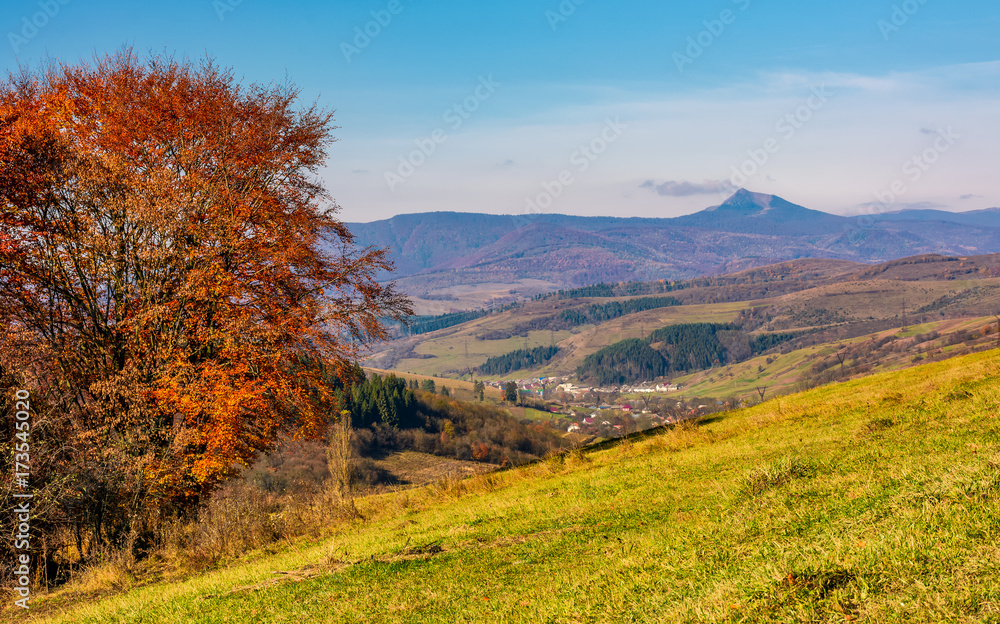 tree on hillside in mountainous autumn countryside