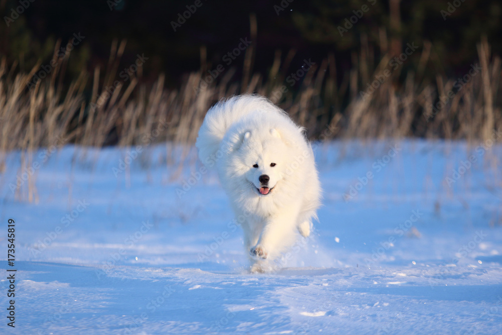 White dog samoyed running through the snow