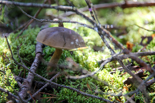 Boletus. Mushroom. Edible mushroom. A large mushroom. A beautiful mushroom in the forest. Mushroom in the moss.