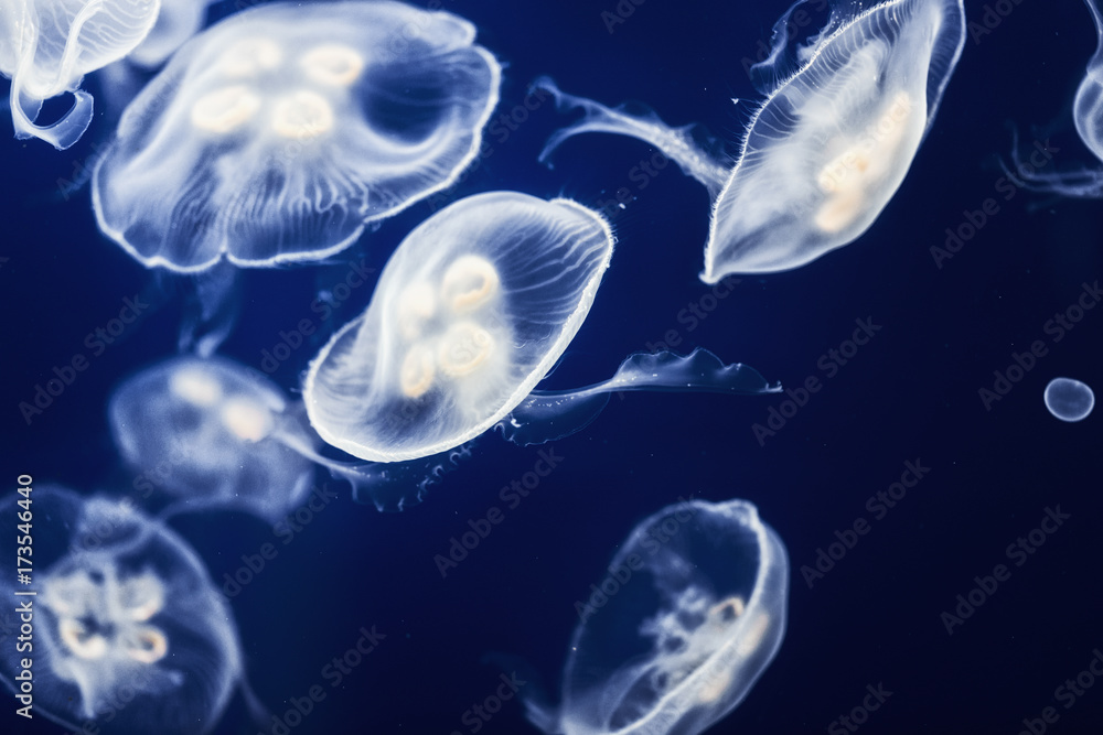 Naklejka premium Large amount of jelly fish floating in water