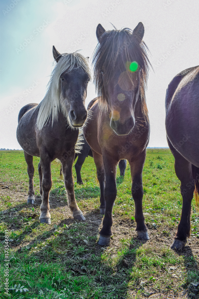 Horses in the meadow Horses in the meadow