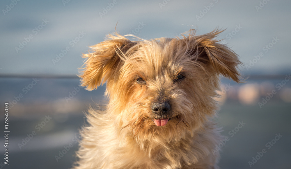 Funny dog with curiosity expression. blurred nautical background. Doggy hairy ear flying in the wind, nose and snout, Yorkshire Terrier brown. Hey what's up, curiosity expression Funny dog with curiosity expression. blurred nautical background. Doggy hairy ear flying in the wind, nose and snout, Yorkshire Terrier brown. Hey what's up, curiosity expression