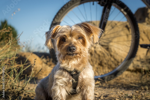 Fototapeta Naklejka Na Ścianę i Meble -  dog resting during a trip in the countryside, a bicycle behind blur, Yorkshire Terrier brown Doggy.