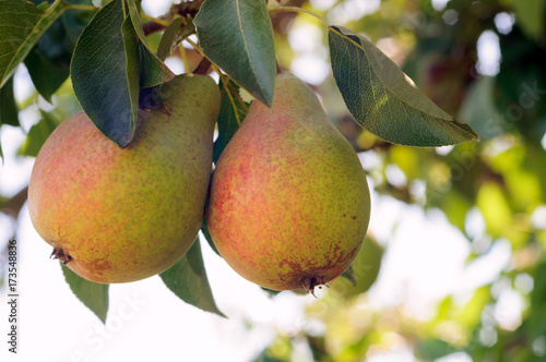Fresh juicy pears on pear tree branch. Organic pears in natural environment