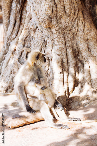 Gray langurs monkey. India