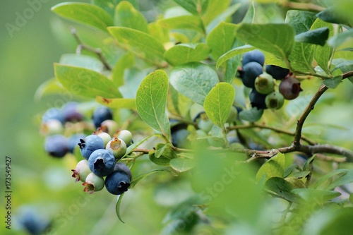 Blueberry Bush Close-up