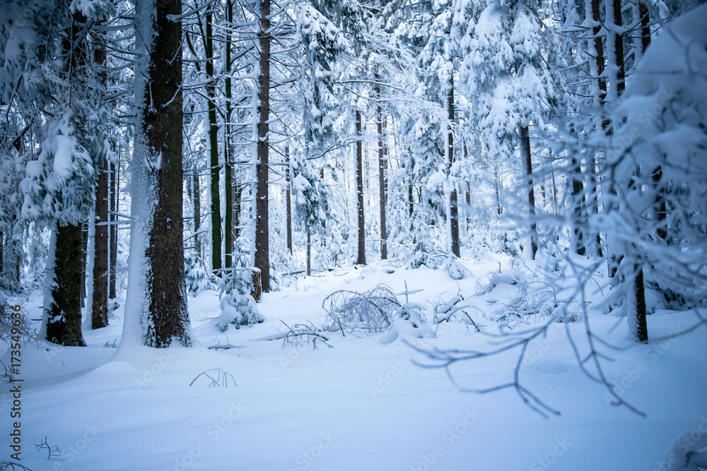 Schnee Landschaft mit Bäumen im Winter im Bayerischen Wald