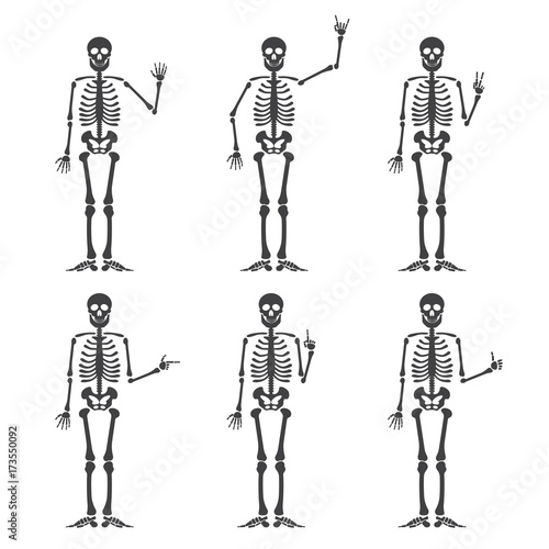 Skeleton hand gestures set: ok, finger up, finger down, fist, middle finger, Rock n roll horns, clapping palms and other emoji. Human skeleton posing isolated on white background vector illustration.