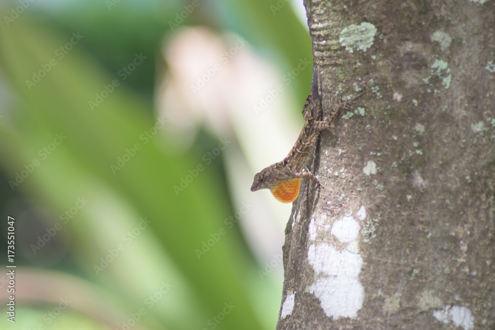 Fototapeta premium Brown Anole