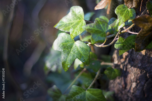 Wet Ivy leaf growing on a tree