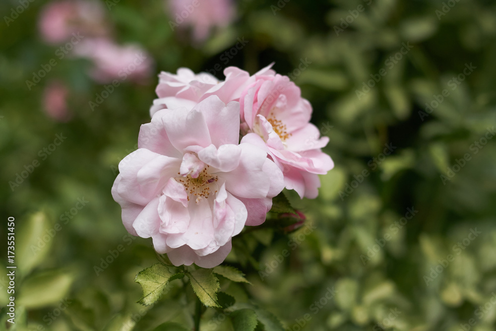 pink flower spring natura tree garden plant beauty flora rose pink flower spring natura tree garden plant beauty flora rose