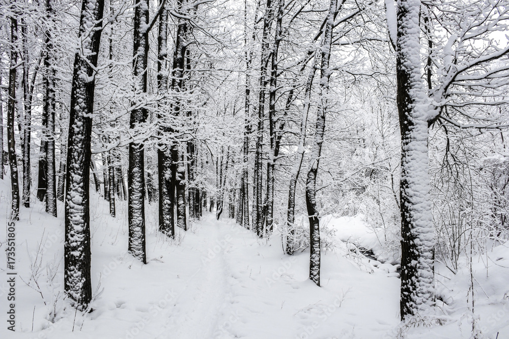 Winter forest landscape frosted white trees and bushes Winter forest landscape frosted white trees and bushes