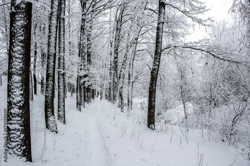 Winter forest landscape frosted white trees and bushes Winter forest landscape frosted white trees and bushes