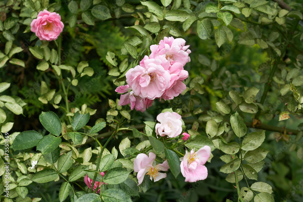 pink flower spring natura tree garden plant beauty flora rose pink flower spring natura tree garden plant beauty flora rose